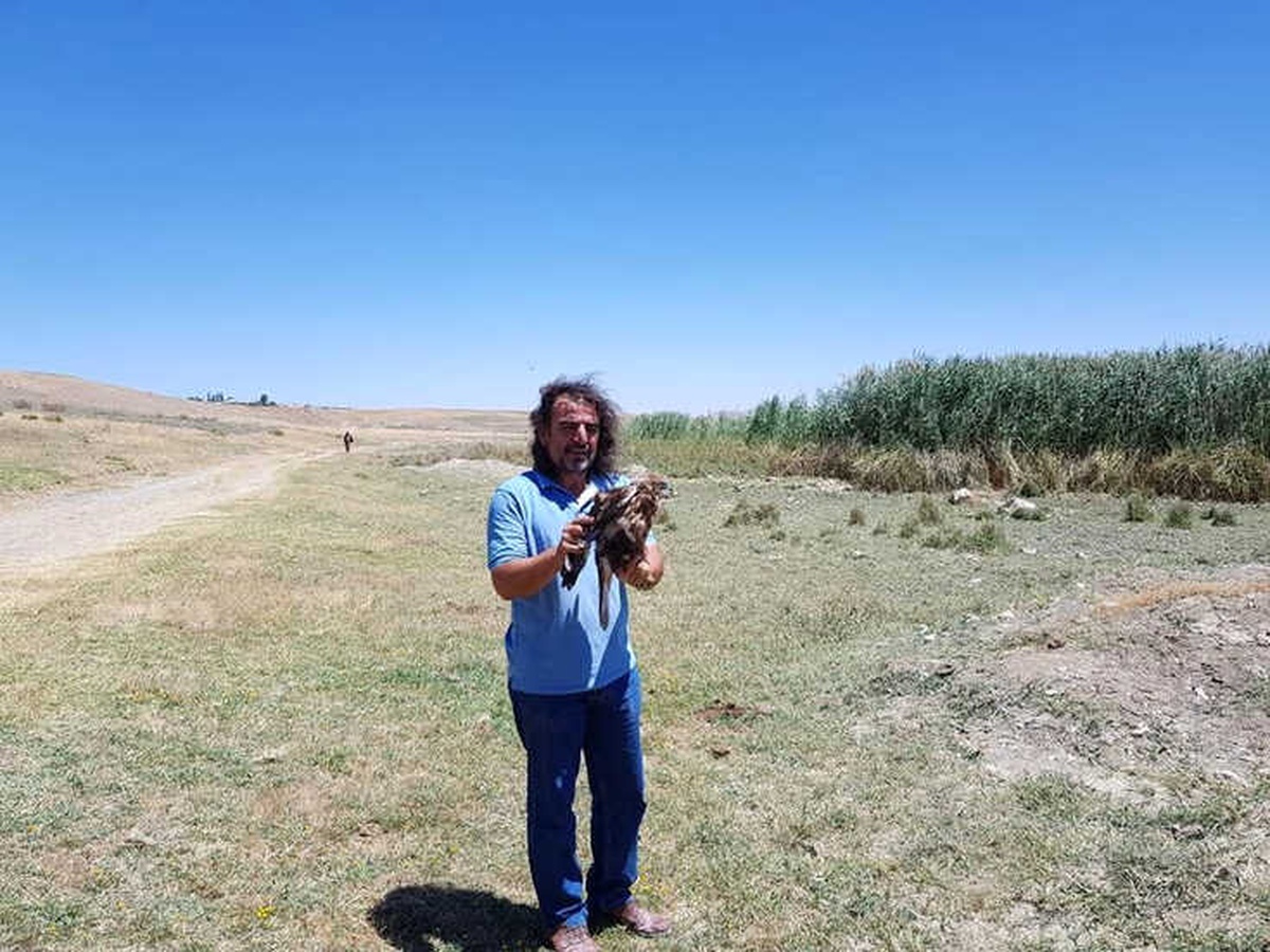 Tedavileri Tamamlanan 2 Kızıl Şahin Özgürlüğe Kanat Çırptı