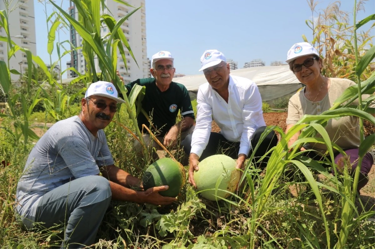 Başkan Tarhan Gönüllü Serasında Sebze Topladı