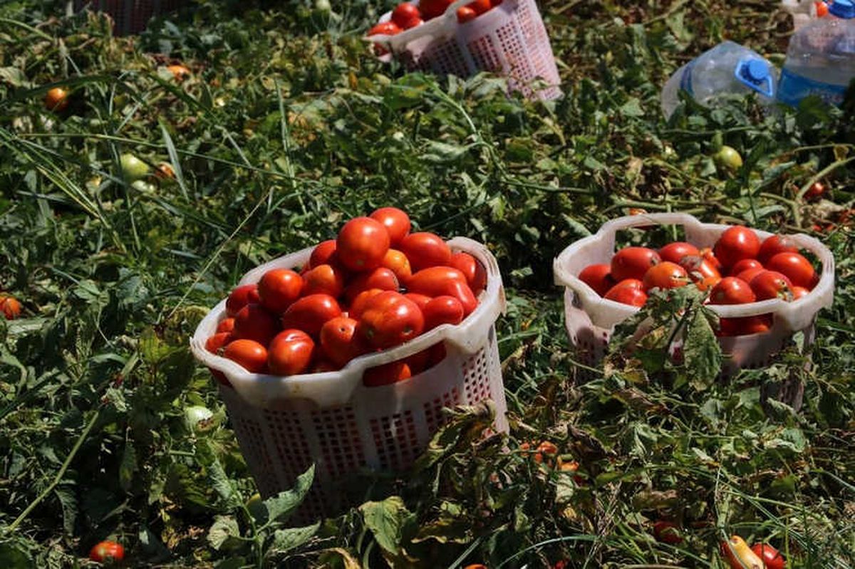 Üreticilere Domates Güvesi Uyarısı