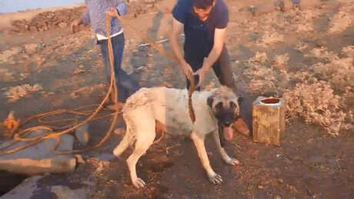Başı Teneke Kutusuna Sıkışıp Kuyuya Düşen Köpek Kurtarıldı