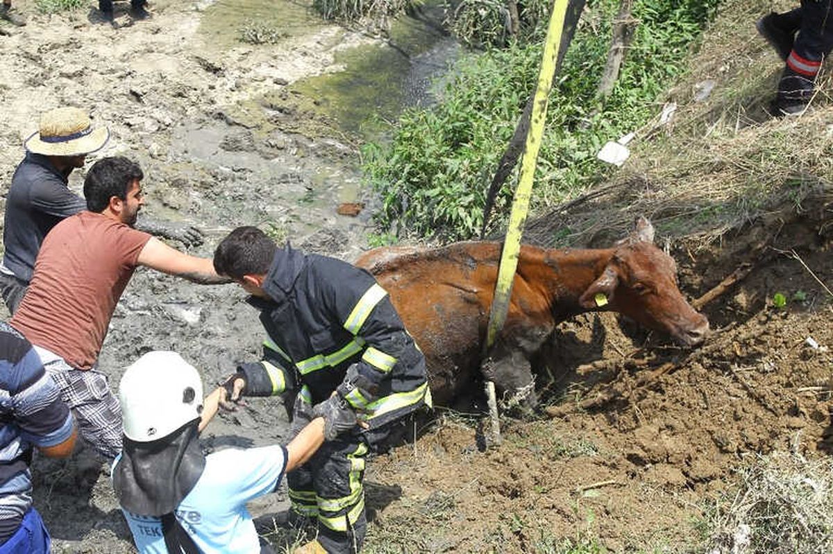 Dereye Batan İnek Bir Buçuk Saatte Kurtarıldı