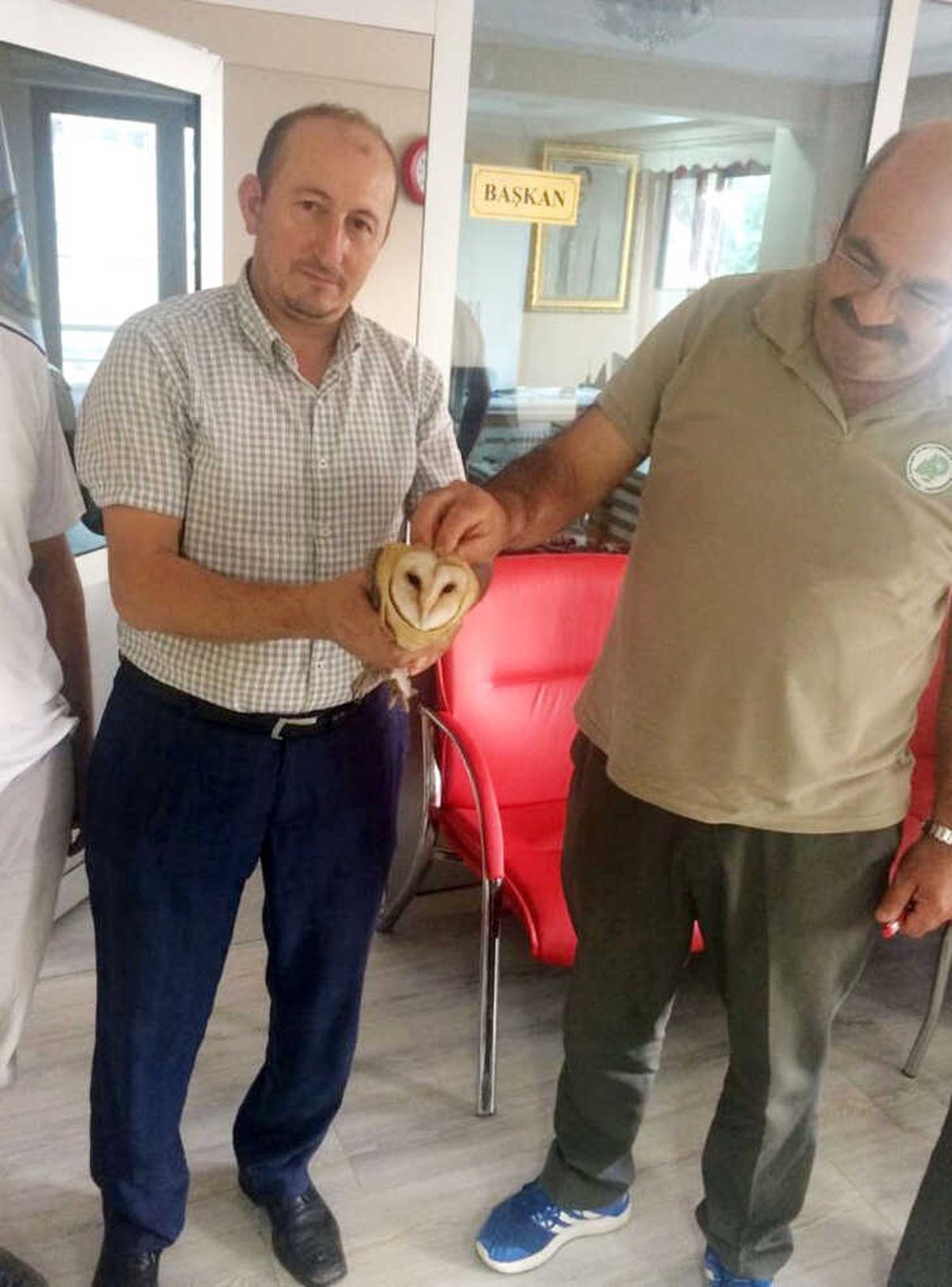Ender Görülen Peçeli Baykuş Yaralı Halde Bulundu