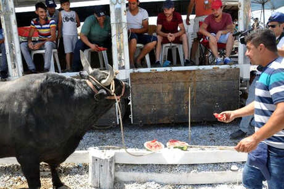 Germencik\'te 40 Derece Sıcakta Boğa Güreşleri