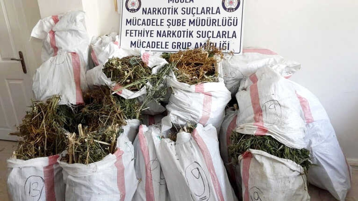 Seydikemer\'de 110 Kilo Esrar ve 166 Kök Kenevir Ele Geçirildi