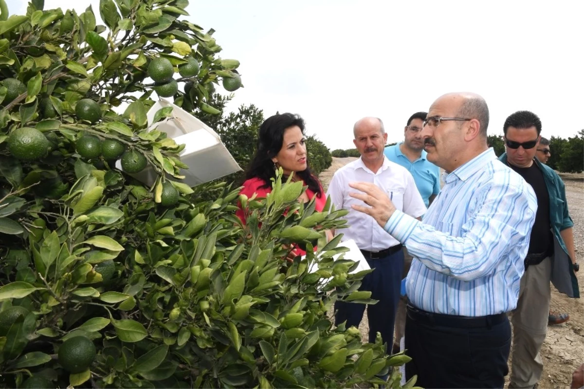 Vali Demirtaş: "Akdeniz Meyve Sineğine Karşı Tüm Tedbirleri Aldık"