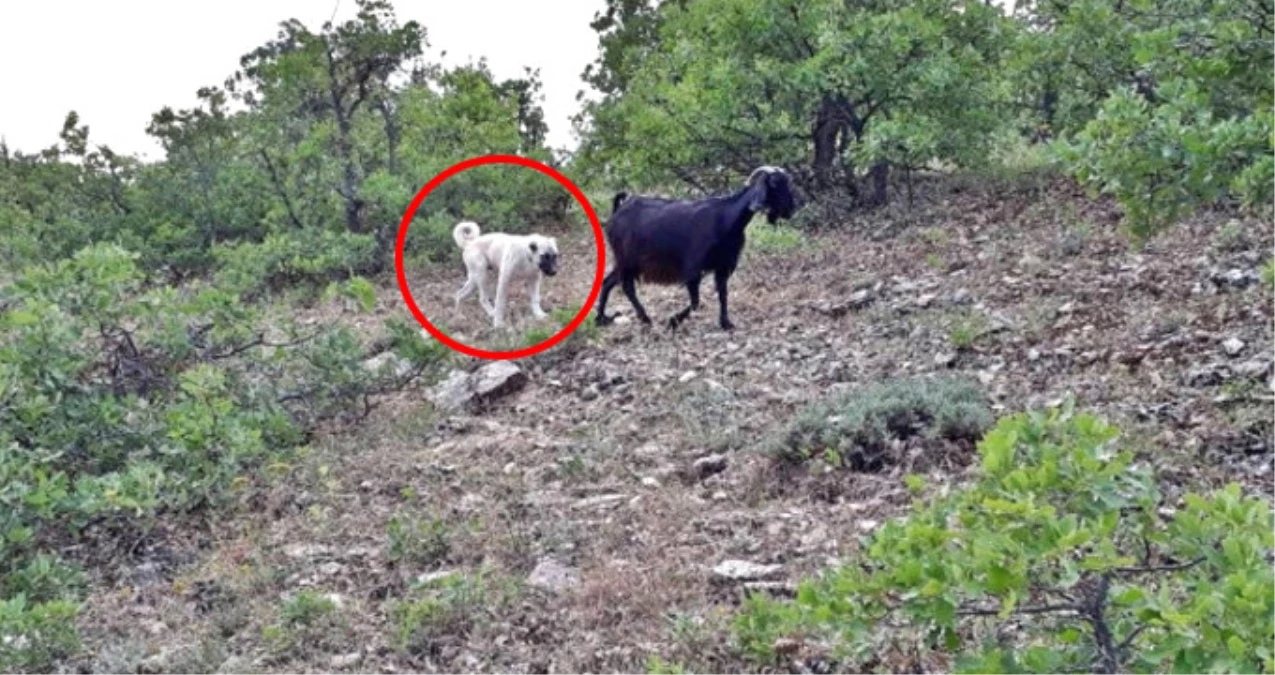 Yavru Kangal, Kaybolan Keçileri Bulup Sahibine Teslim Etti