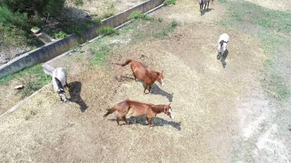 Adaya Sokulmayan Atlar Kaderine Terk Edildi