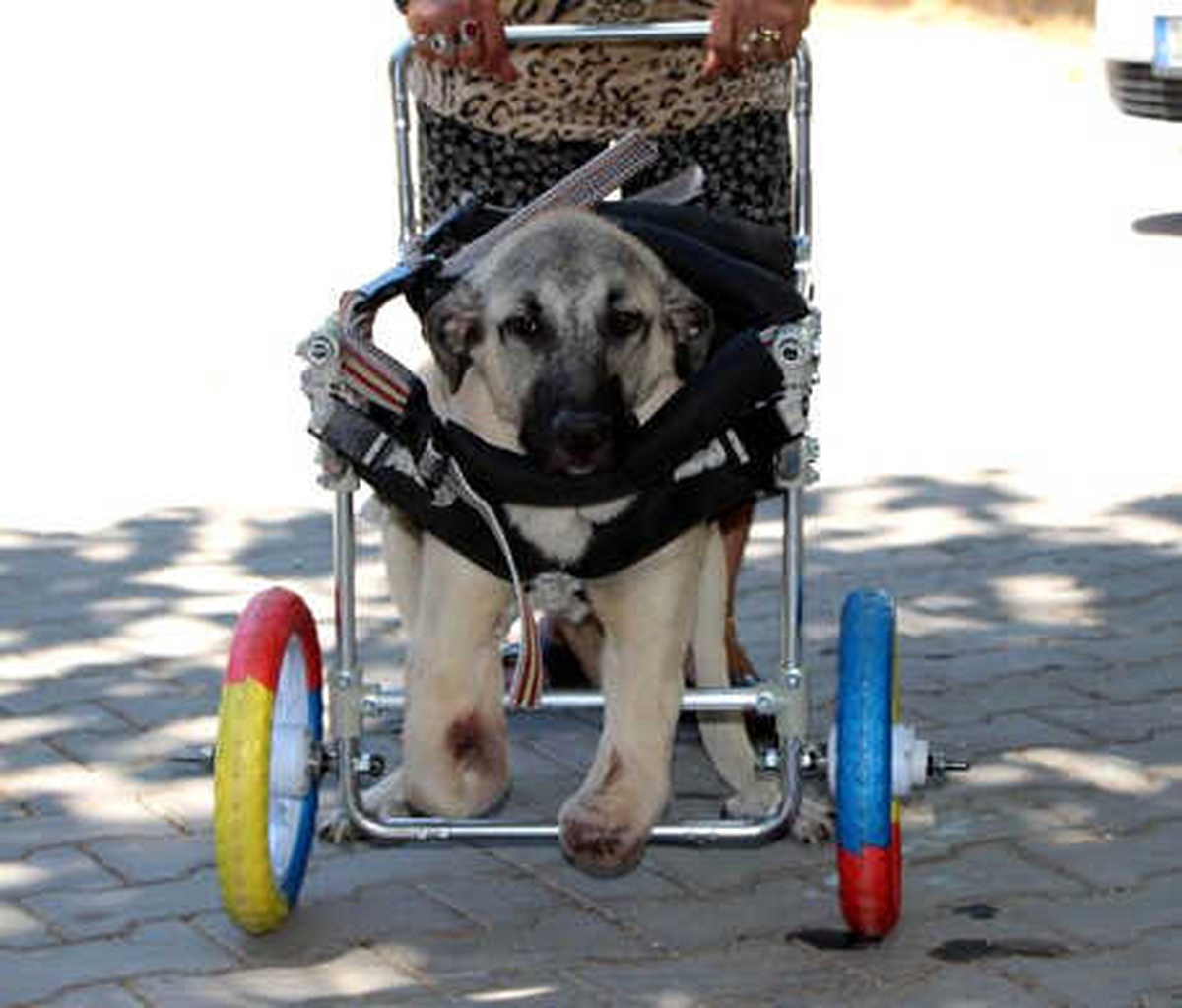 Ayakları Kesilen Köpeğe \'Hayat Tamircisi\'nden Yürüteç