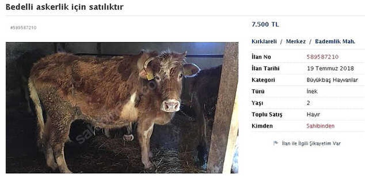Bedelli Askerlik İçin İneğini Satıyor