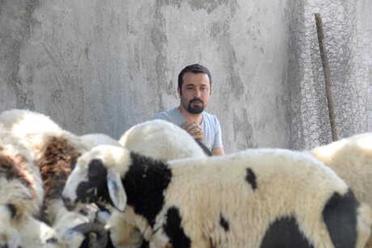 Bedelli Askerlik Parası İçin Hayvanlarını Satışa Çıkardı