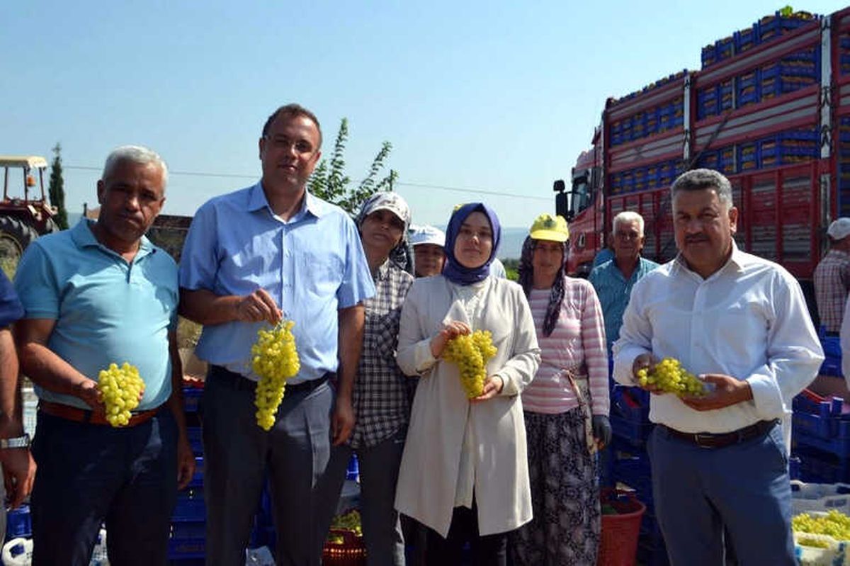 Buldan\'da Sezonun İlk Üzüm Hasadı
