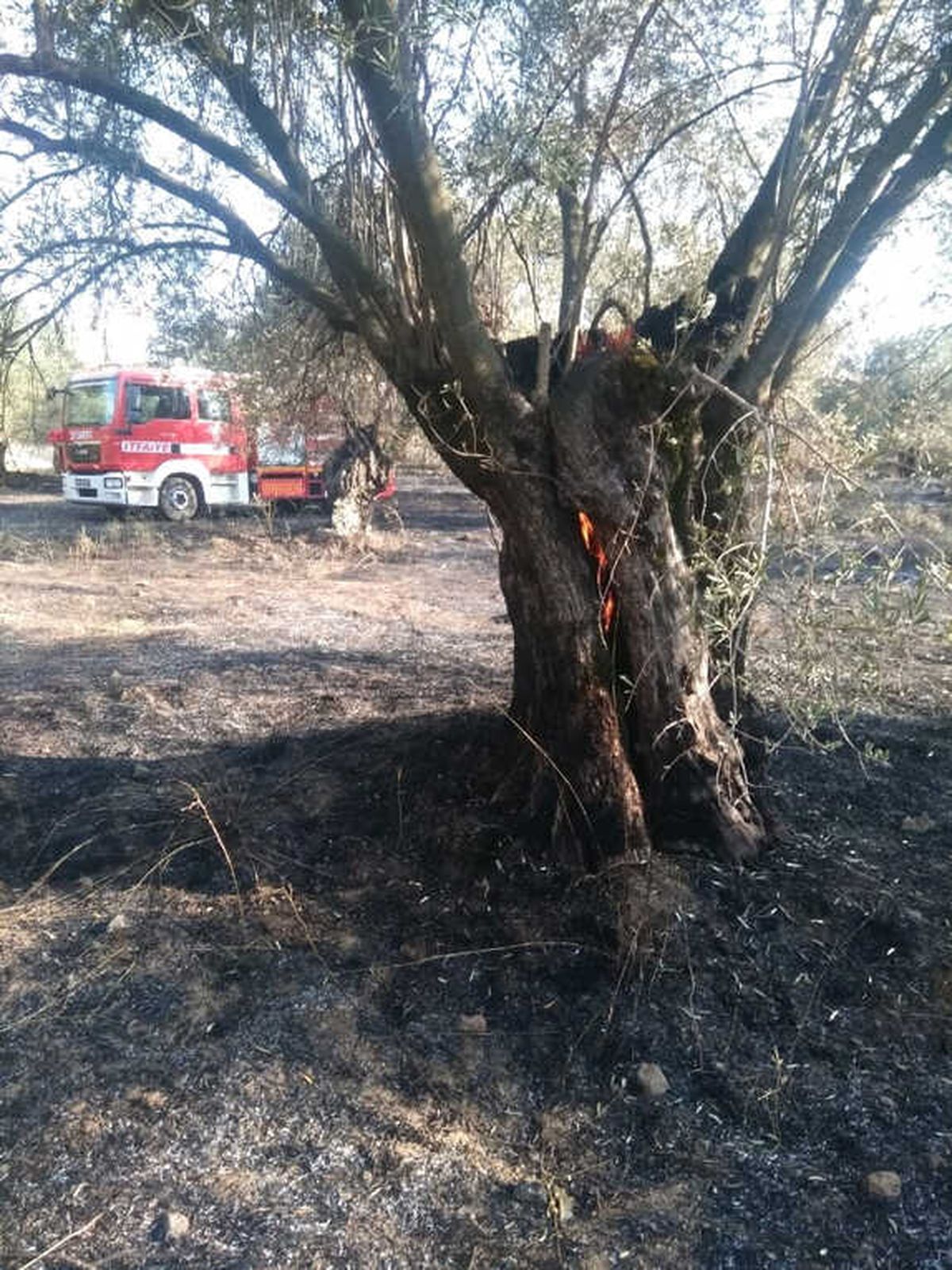 Edremit\'te Zeytinlik Yangını