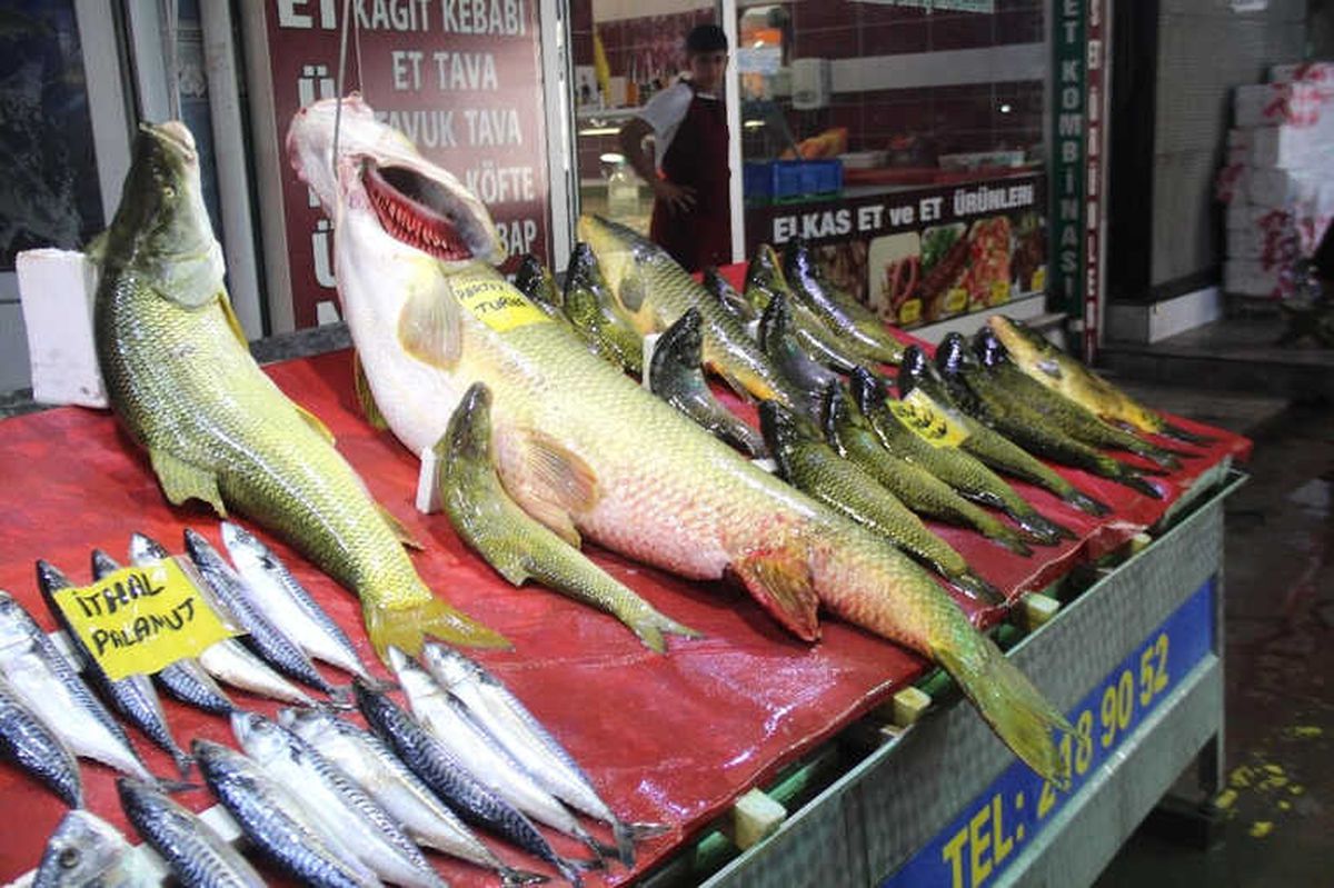 Elazığ\'da Sezonun İlk Dev Turna Balığı Yakalandı
