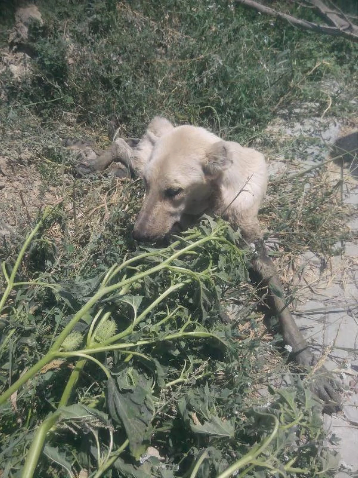 İki Gündür Çamura Saplı Kalan Köpeği İtfaiye Kurtardı