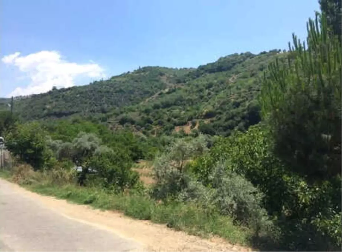 İncir ve Zeytin Ağaçlarının Bulunduğu Bölgede Jeotermal Kaynak Aranacak