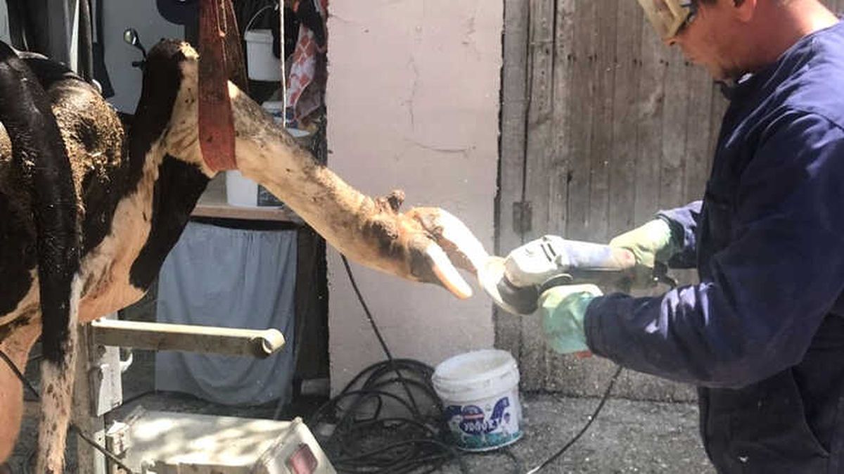 Kurban Bayramı Öncesi Büyükbaş Hayvanlara Bakım