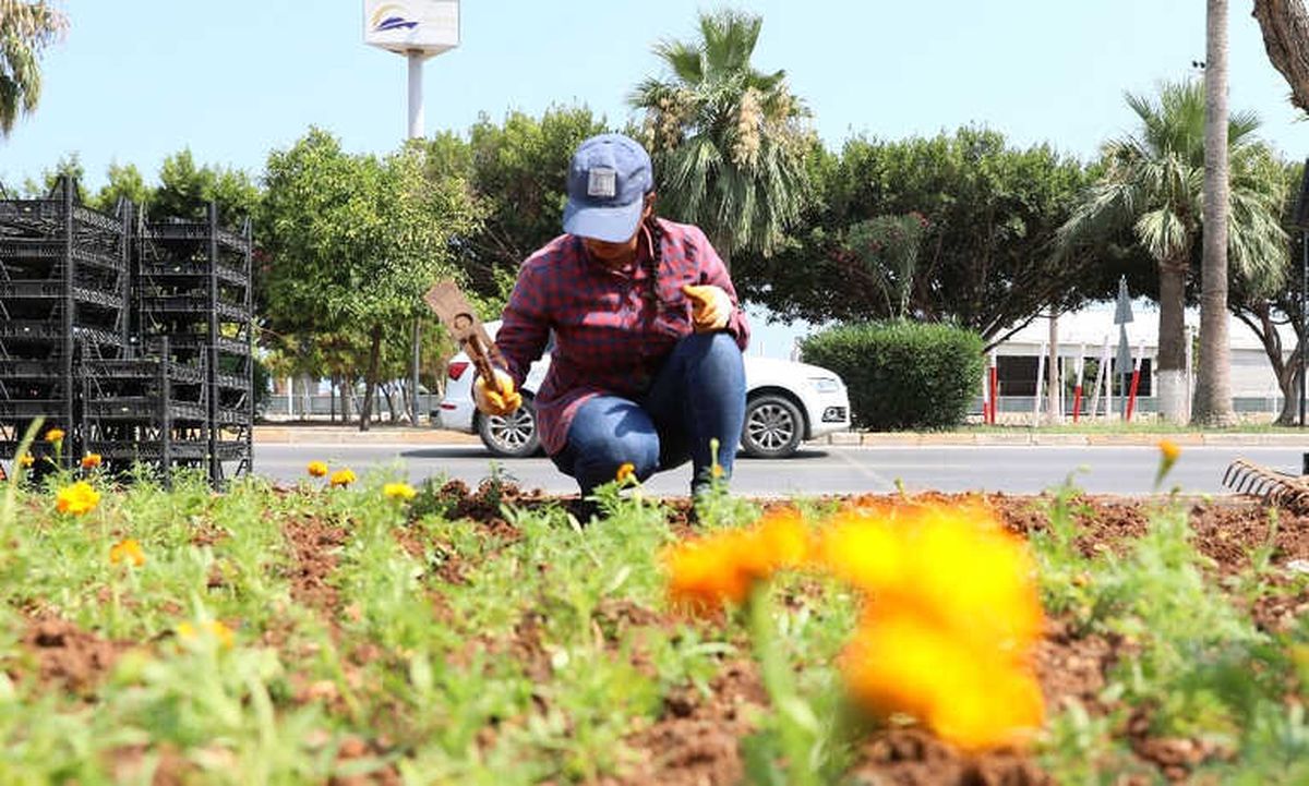 Mersin Caddeleri Mevsim Çiçekleriyle Renkleniyor