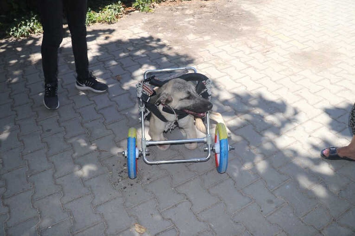 Yanlış Tedaviyle Ayakları Kesilen Köpeğe Yürüteç