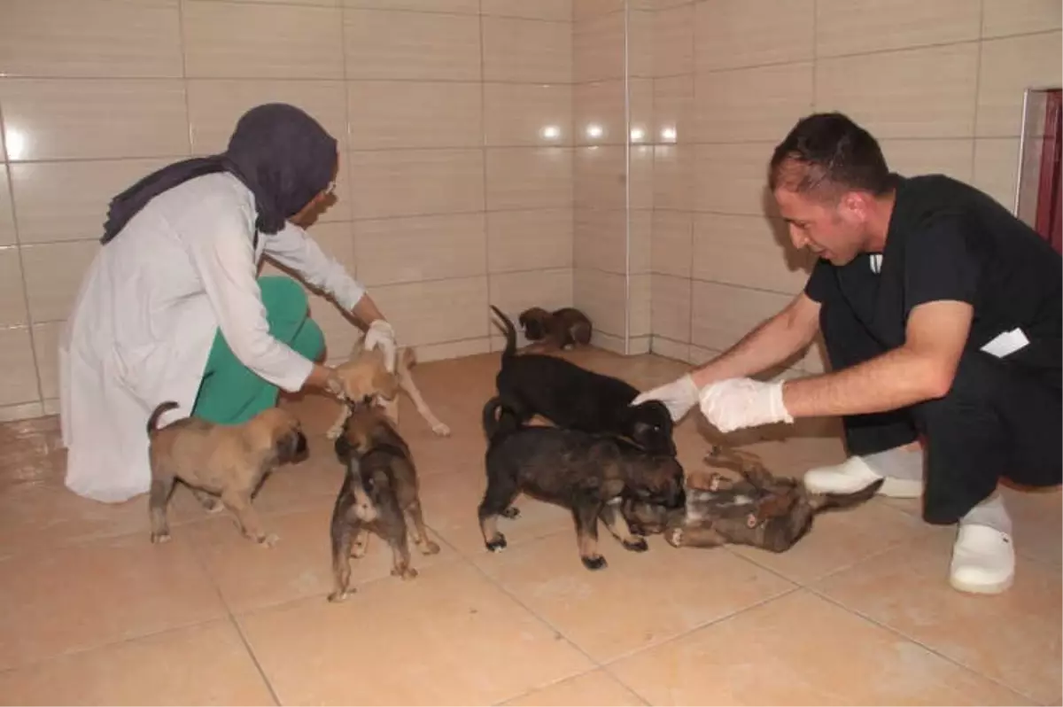 Bitkin Halde Bulunan 20 Yavru Köpek Koruma Altına Alındı