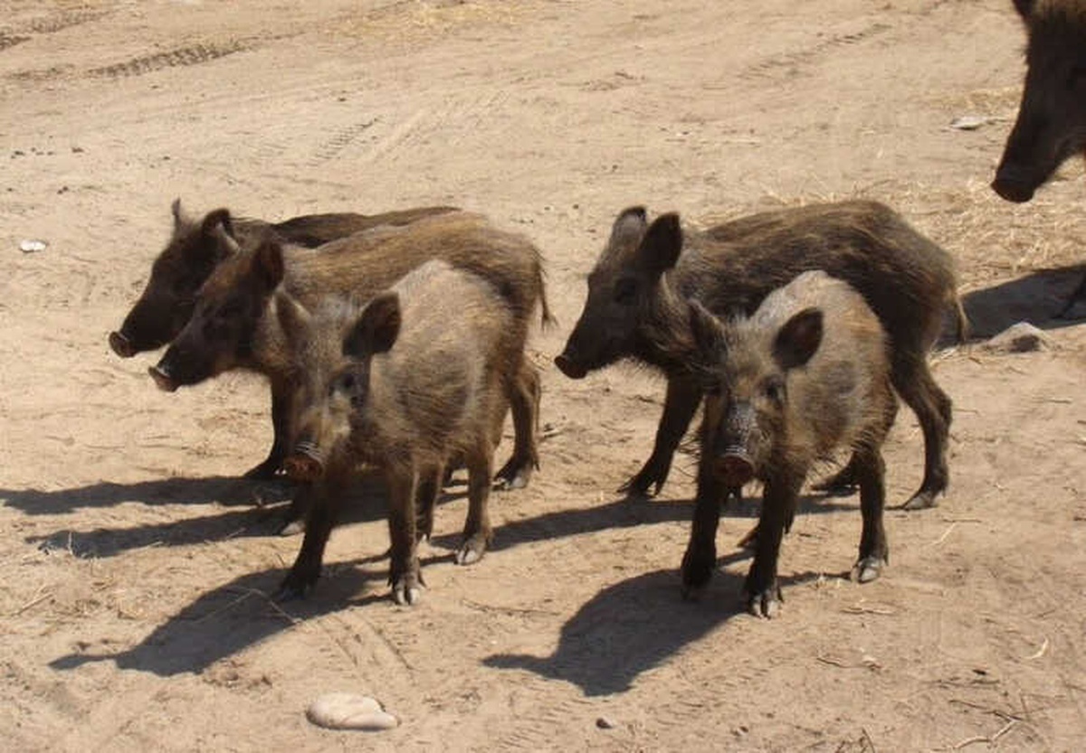 Bozdoğan\'da Zirai Amaçlı Domuz Avı Yarın Başlıyor