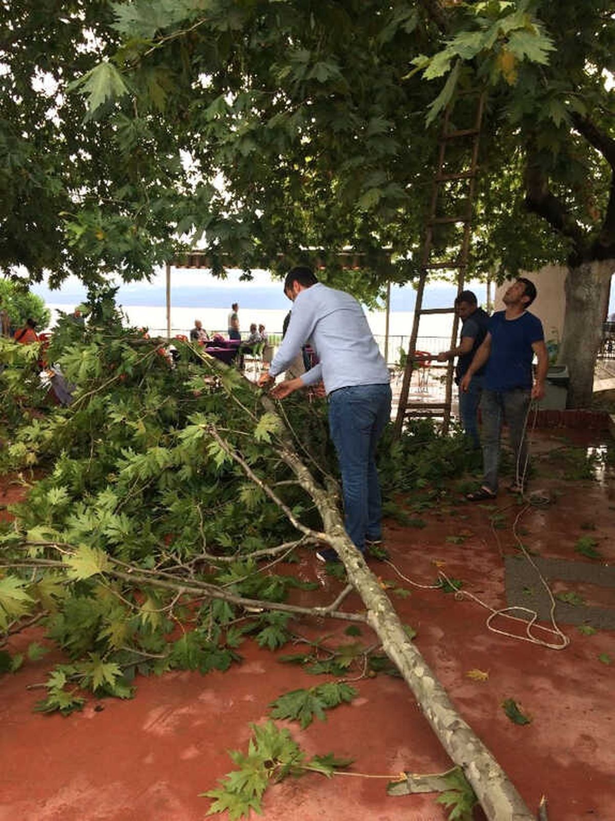 Bursa\'da Fırtına Ağaçları Devirdi