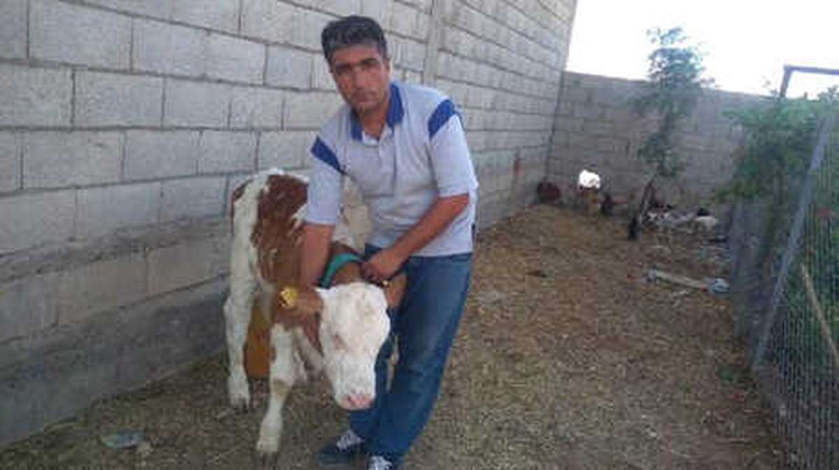 Buzağıya Yanlış İğne Yapıldığı İddiasıyla Şikayetçi Oldu