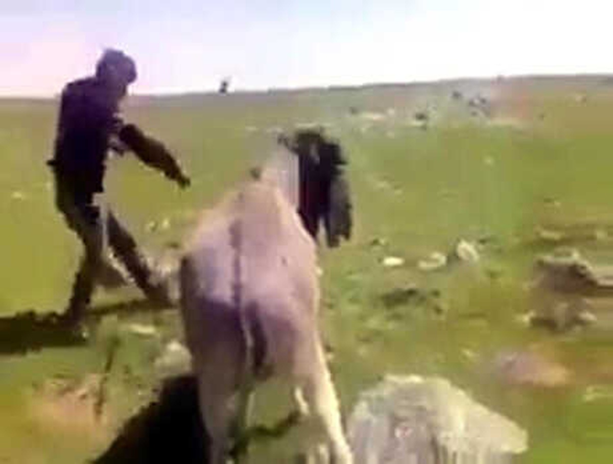 Eşeğe Sopayla İşkence Yapan Çoban Jandarma Tarafından Yakalandı
