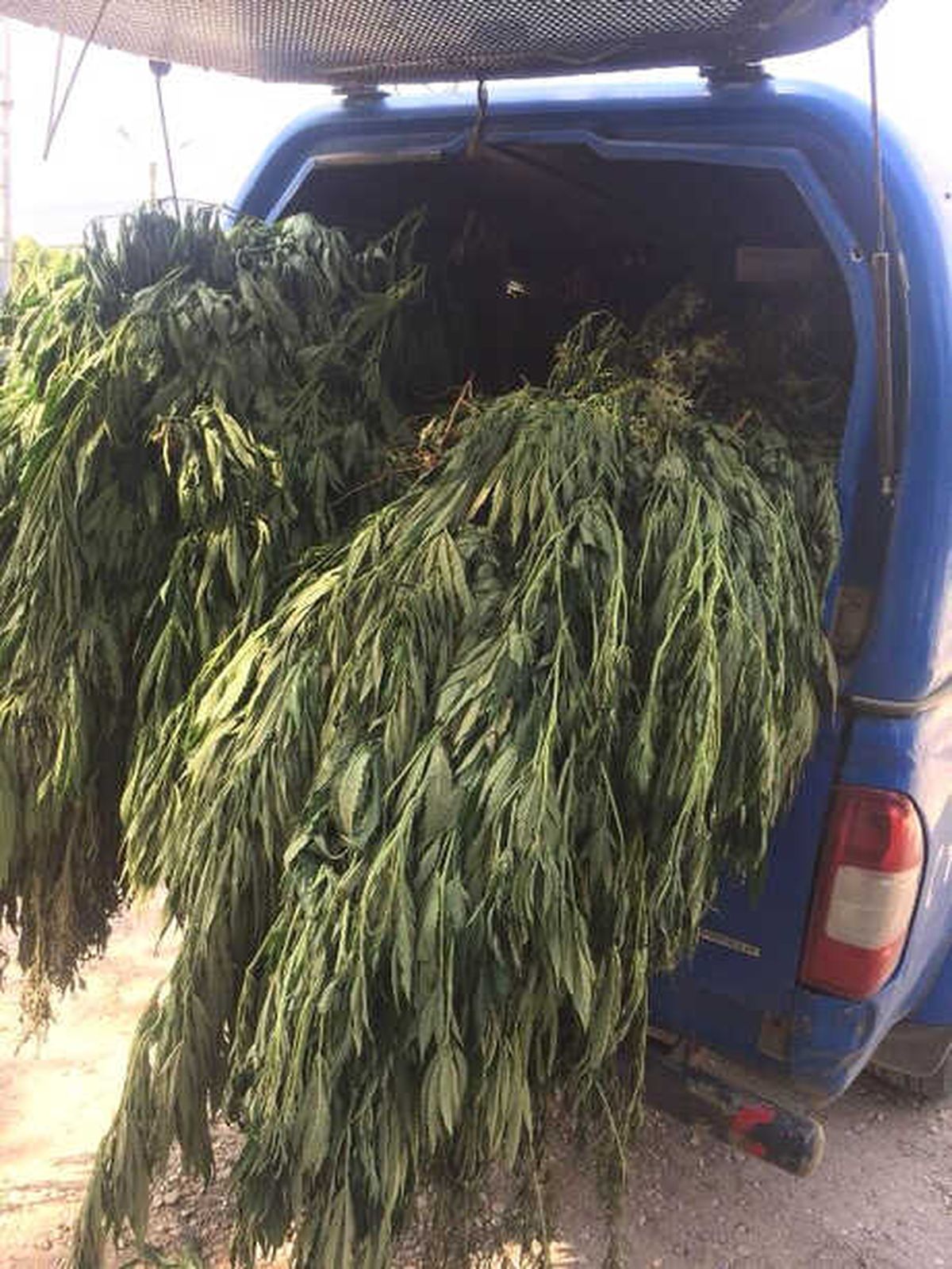 İzmir\'de 7 Bin 200 Kök Hint Keneviri Ele Geçirildi