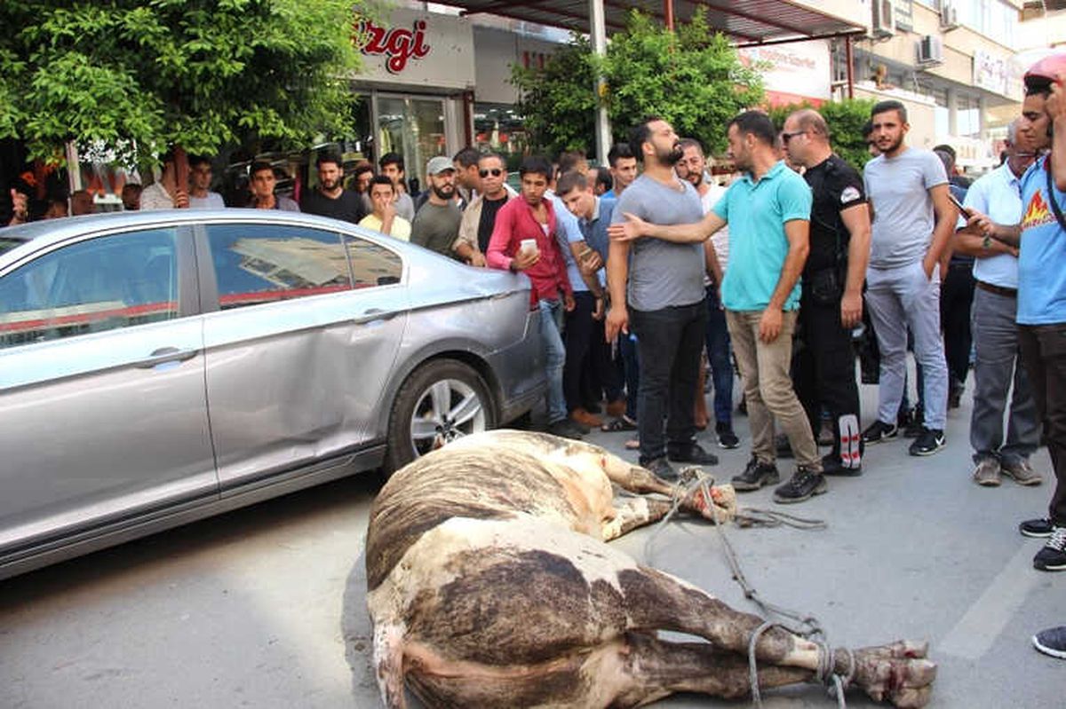 Limandan Kaçan Angus Kente Daldı