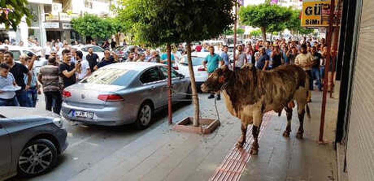 Limandan Kaçan Angus, Kenti Birbirine Kattı