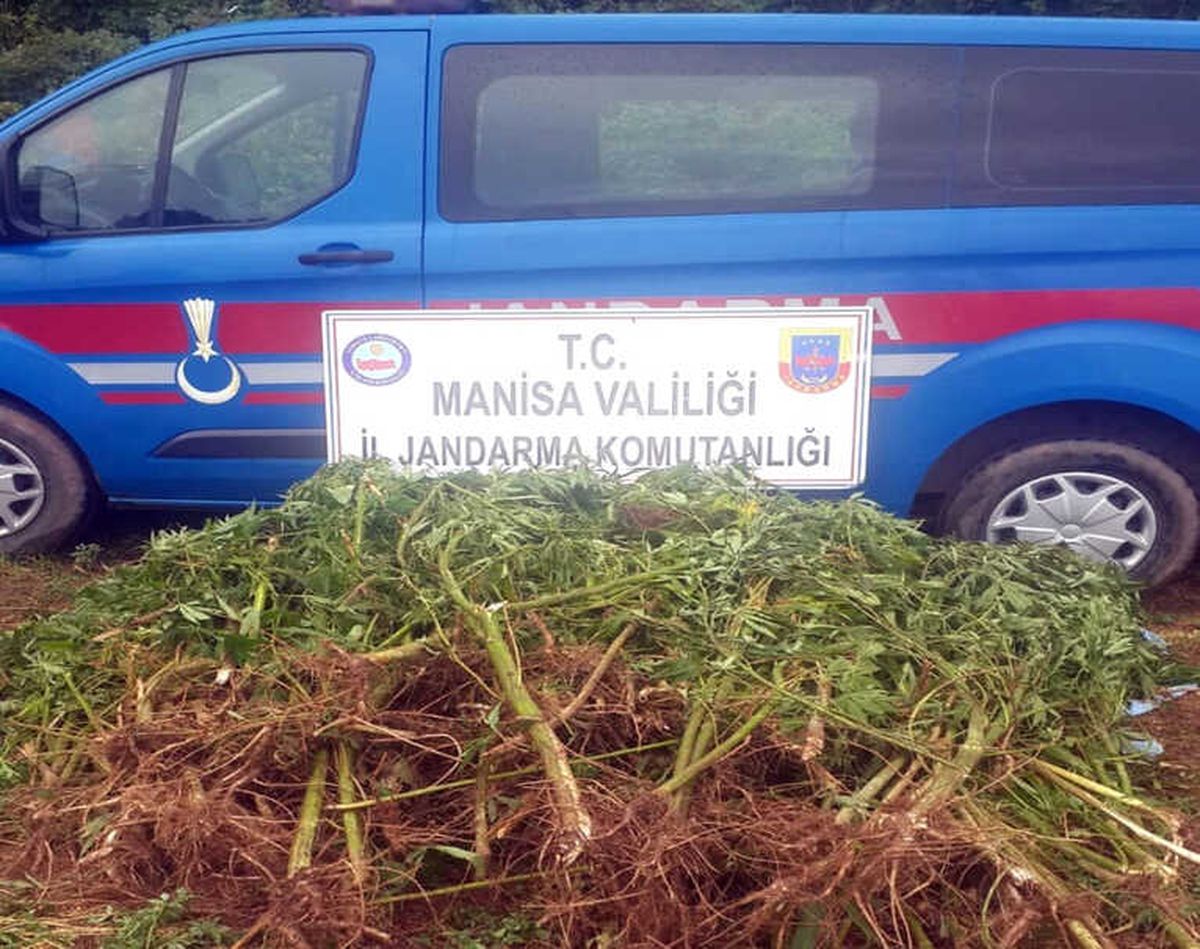 Manisa\'da 513 Kök Hint Keneviri Ele Geçirildi