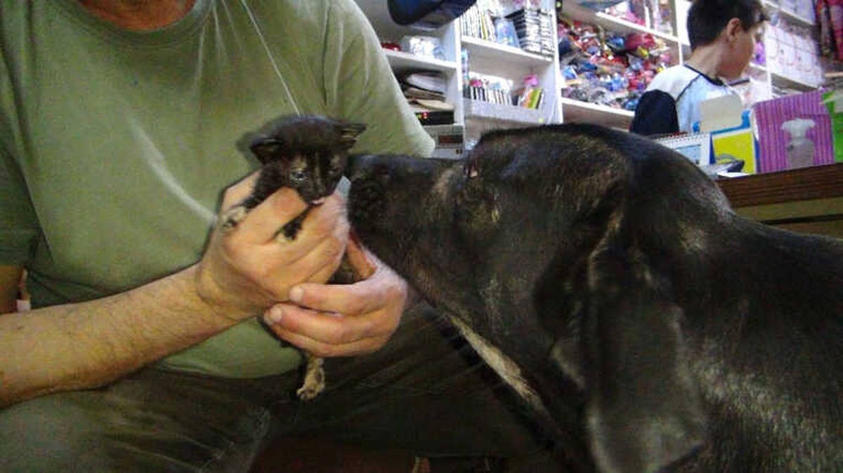 Ölmek Üzere Olan Yavru Kediye Annelik Yapan Köpek!