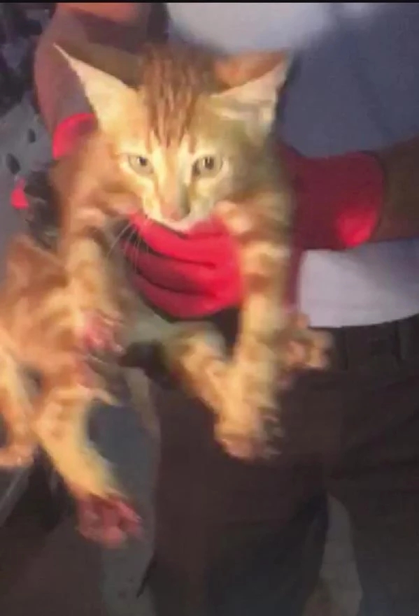 Patileri Yürüyen Merdivene Sıkışan Kedi İyileşti Son Dakika