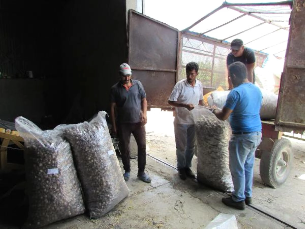 Sandıklı\'da 1200 Ton Haşhaş Kapsülü Alımı Bekleniyor