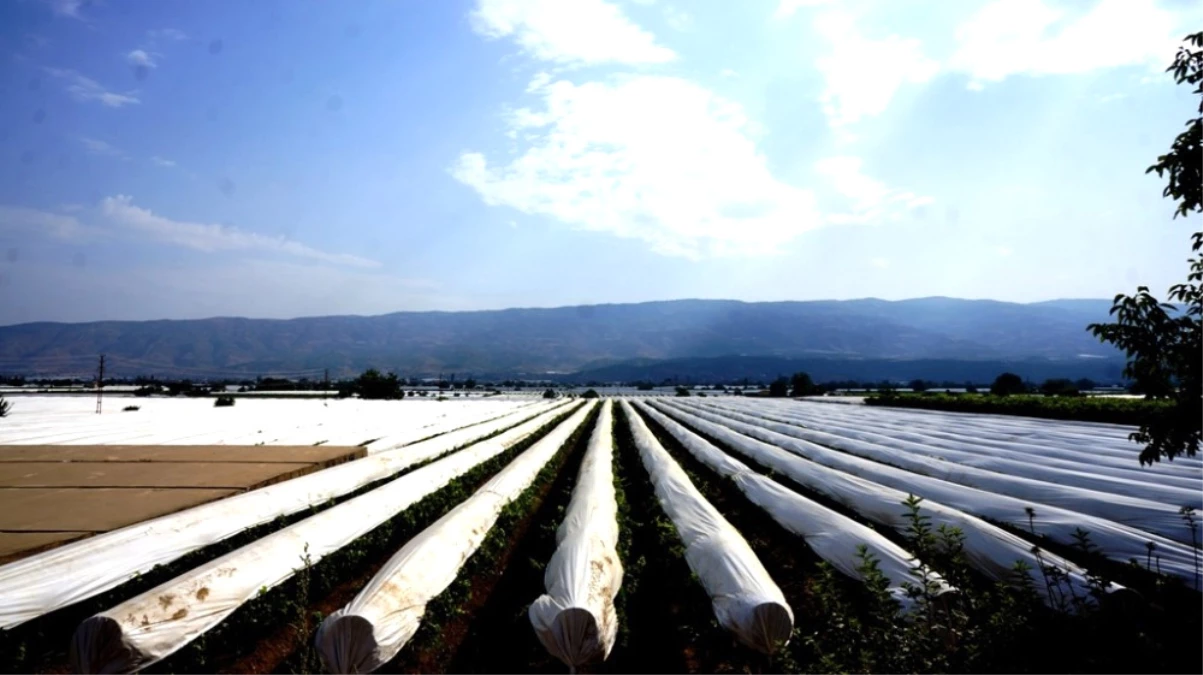 Sarıgöl\'de Üzüm Bağları Örtü Altına Alınmaya Devam Ediyor