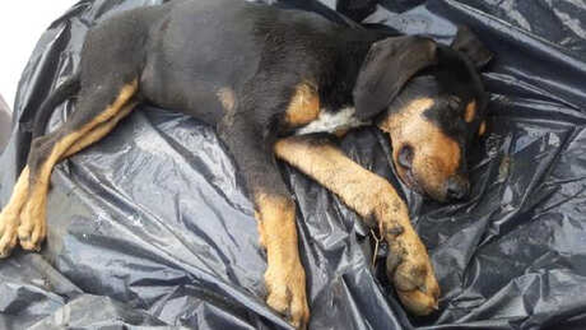 Trabzon\'da Köpekler Ölü Bulundu, Soruşturma Başlatıldı