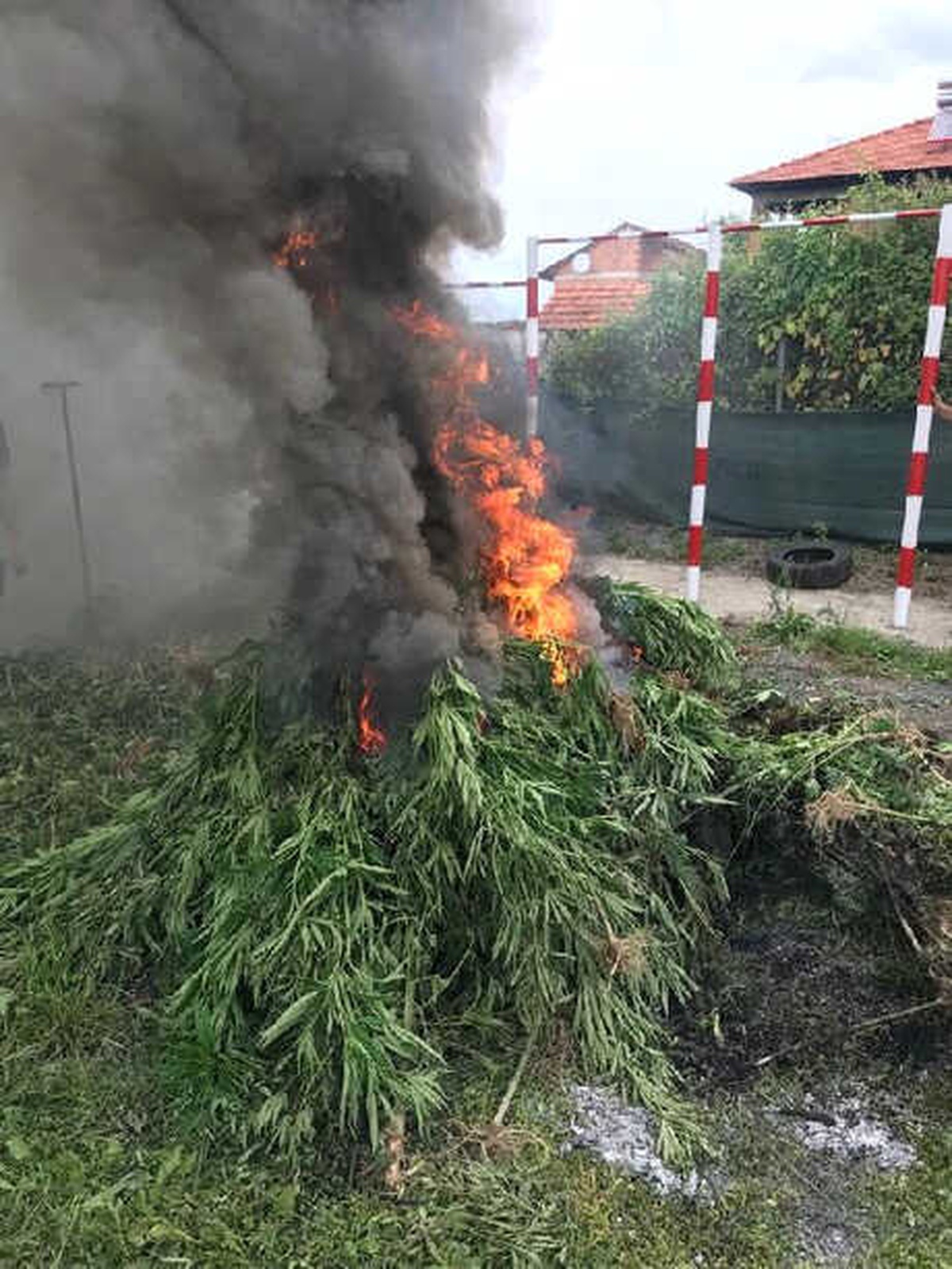 750 Kök Kenevir Yakılarak İmha Edildi
