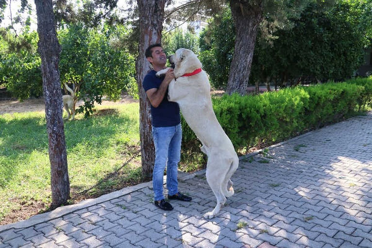 Antalya Tatili Ödüllü "Alemdar" Bulundu