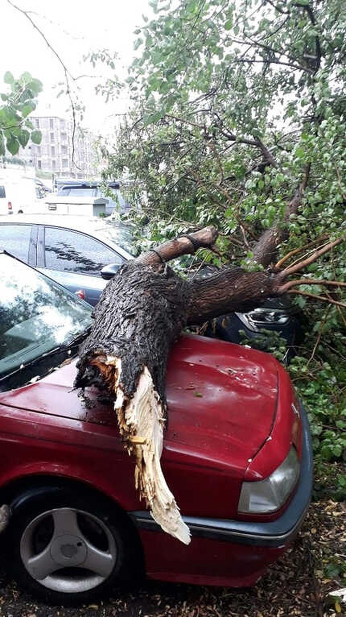 Araçların Üzerine Ağaç Düştü