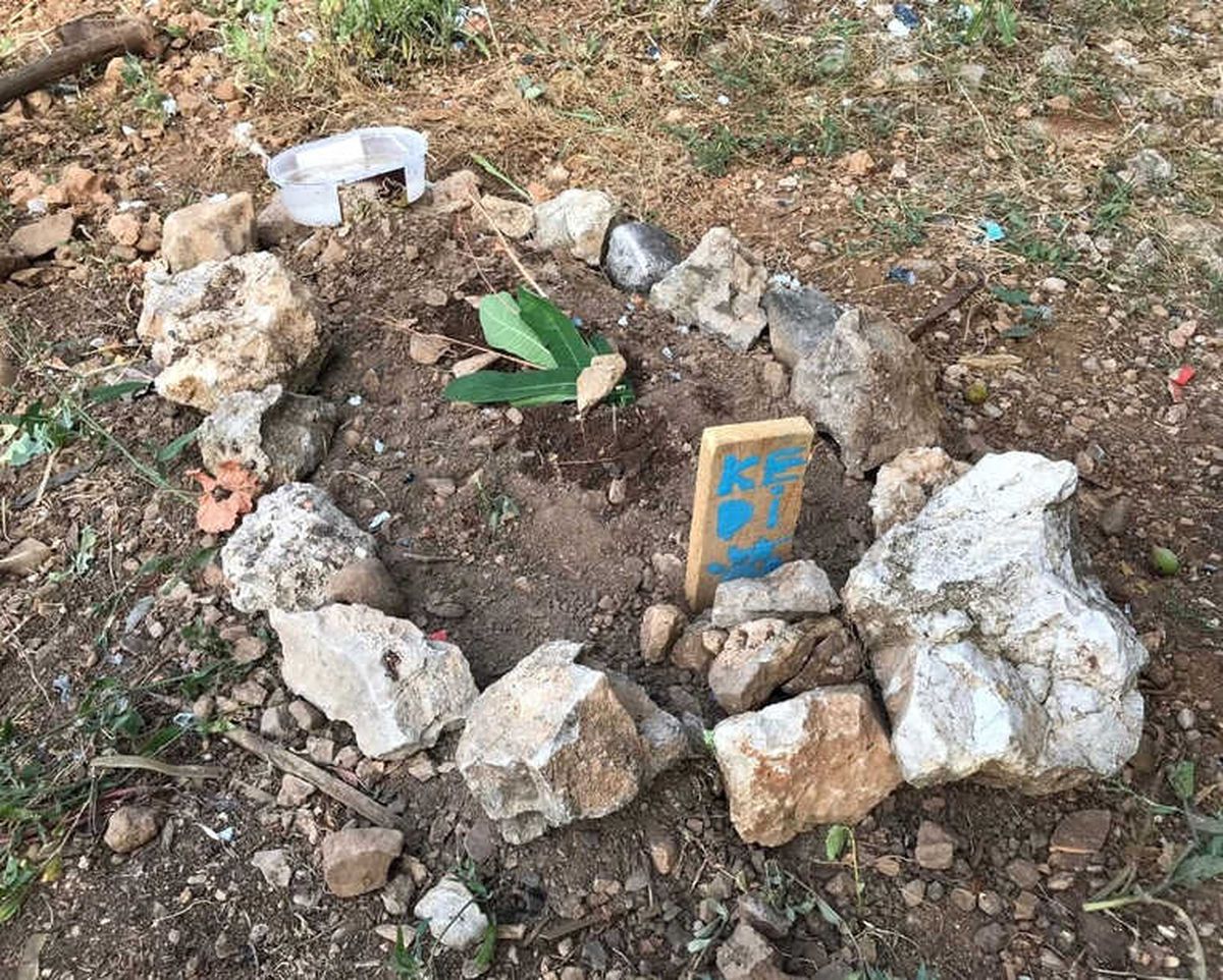 Burdur\'da Sokak Kedilerinin Zehirlendiği İddiası