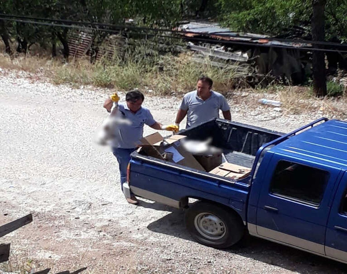 Burdur\'da Sokak Kedilerinin Zehirlendiği İddiası