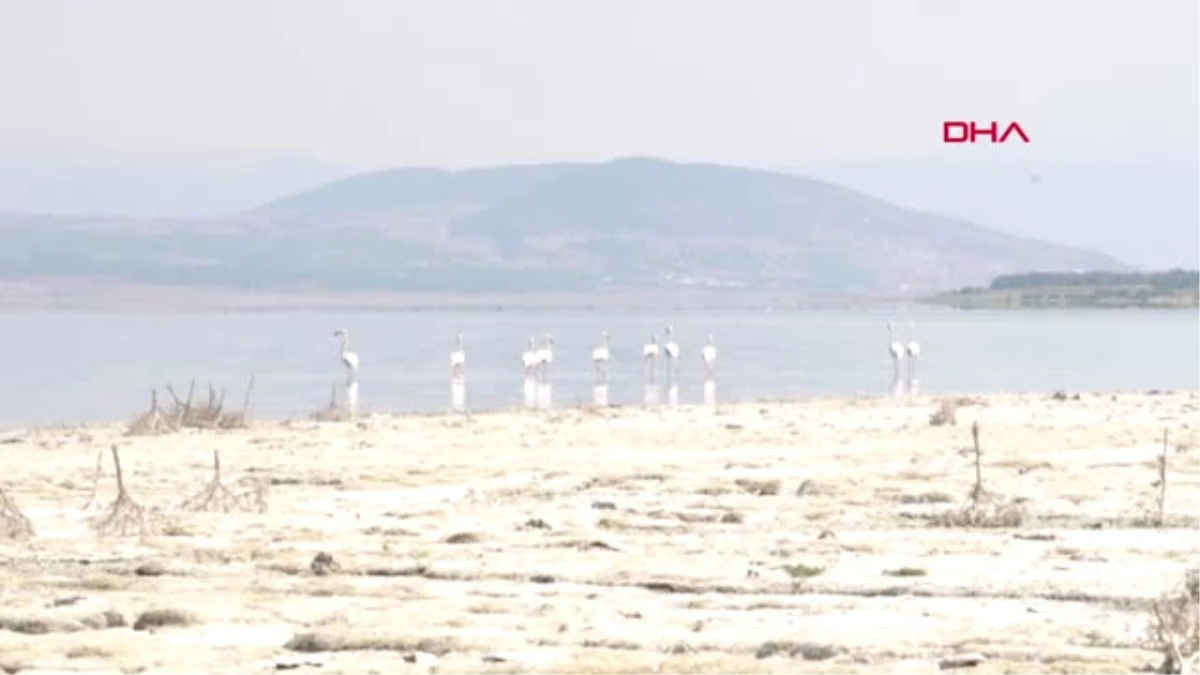 Burdur Gölü\'nün Son Konukları Flamingolar Hd