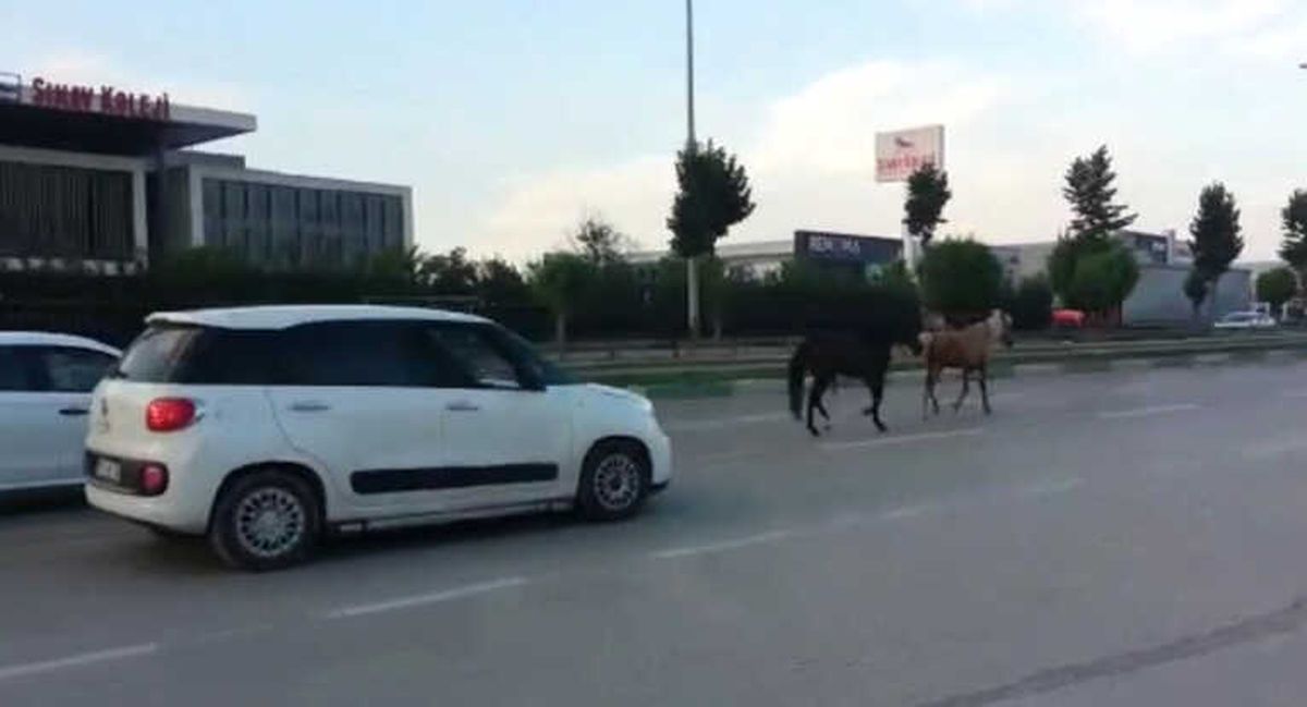 Bursa\'da Başı Boş Atlar Trafiği Tehlikeye Soktu