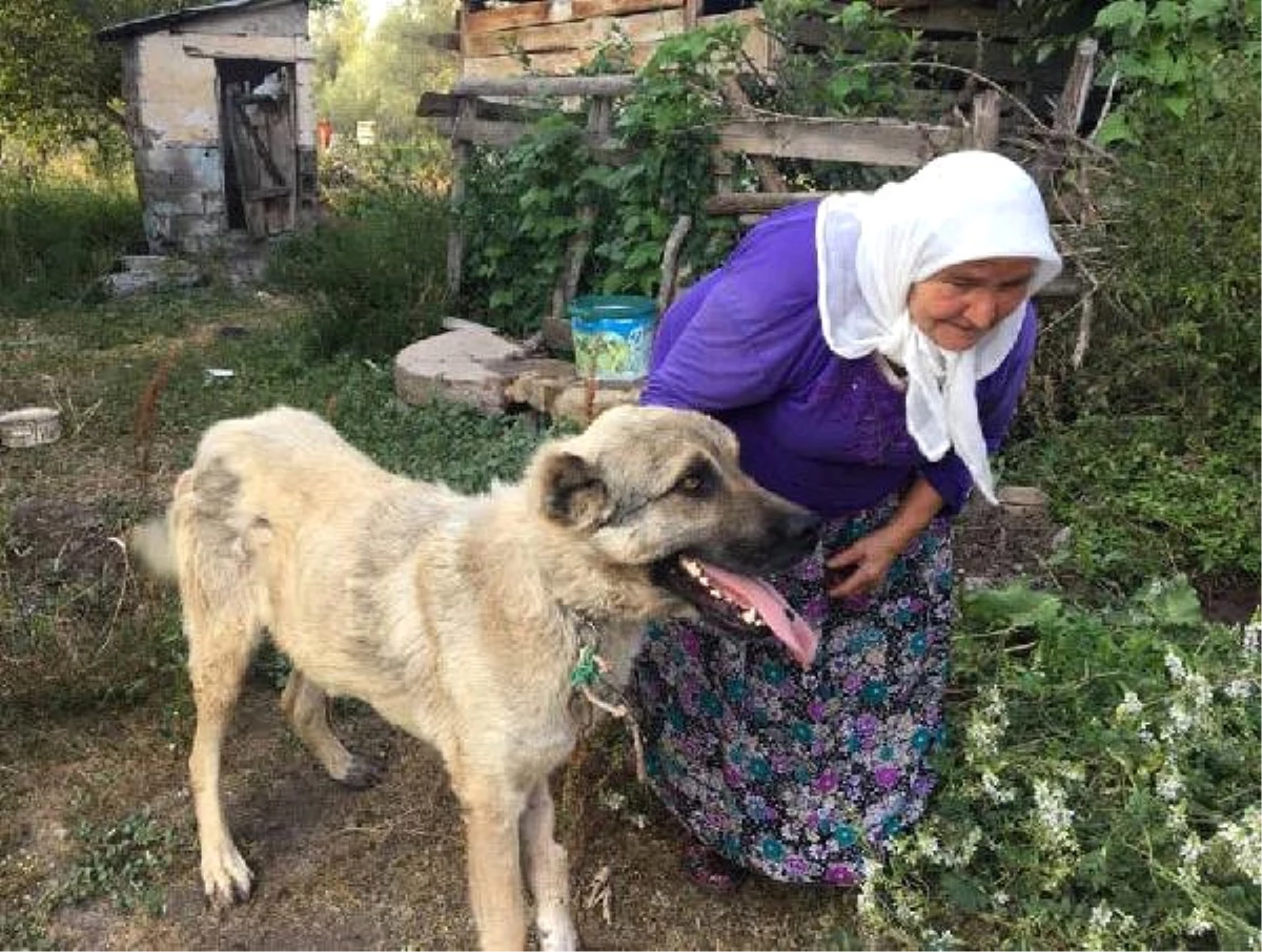 Gözyaşlarıyla Tedaviye Gönderdiği Köpeğini Mutlulukla Karşıladı