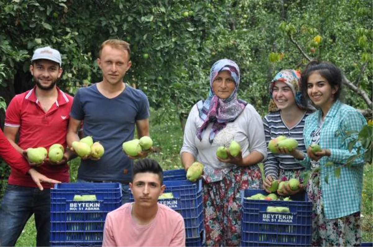 İnegöl\'de Armut Hasadı Sancılı Başladı