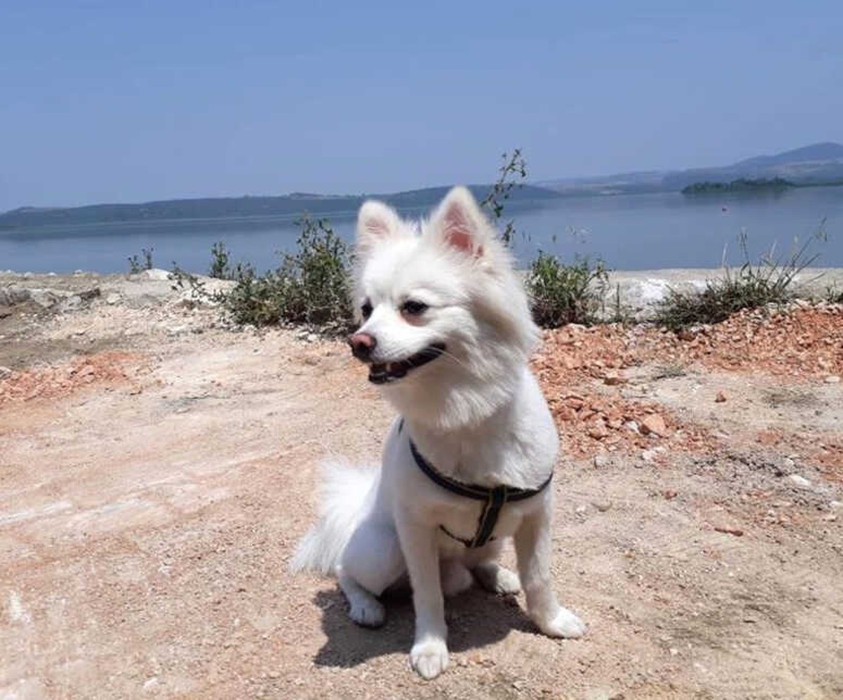 Kafesini Açan "Paşa" Deniz Otobüsünden Atladı