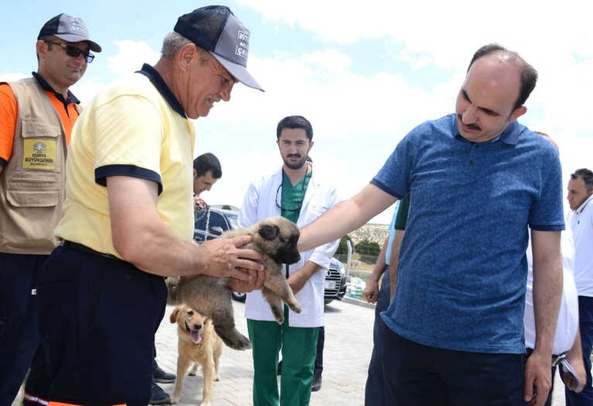 Konya\'da Başıboş Köpekler Ücret Ödenerek Sahiplendiriliyor