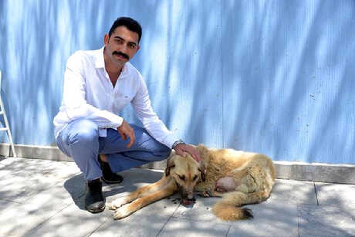 Köpeği Tüfekle Vurup, Bacağını Kesmişler