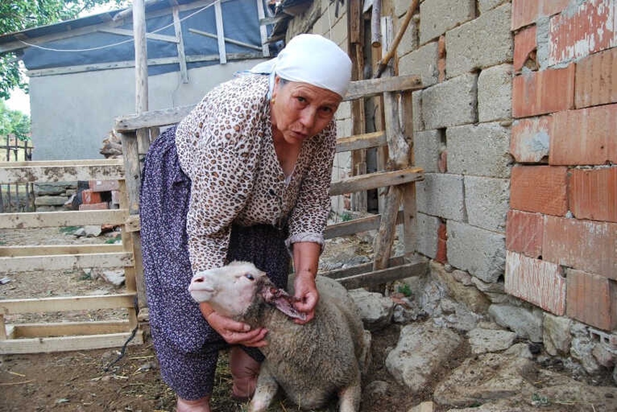 Başıboş Gezen Aç Köpekler Ağıla Saldırdı