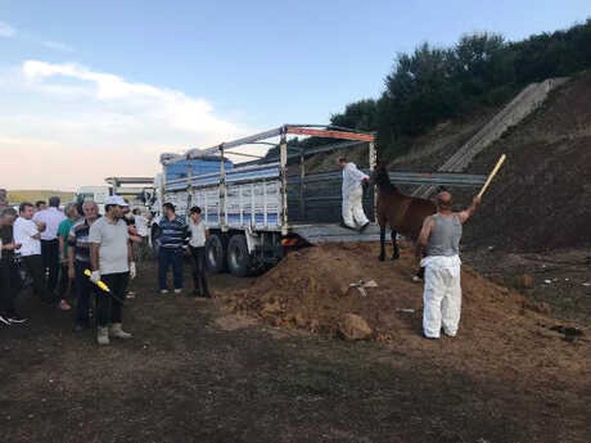 Beykoz\'da Bekletilen Atlar Sevk Edilmeye Başlandı